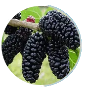Gluco Extend official ingredient Morus spp.