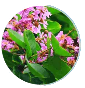 Gluco Extend supplement ingredient Lagerstroemia speciosa